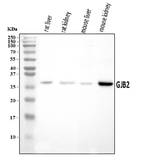 Anti-GJB2 Antibody Picoband®