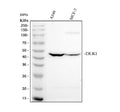 Anti-DLK-1/DLK1 Antibody Picoband®