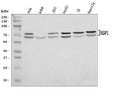 Anti-KEAP1 Antibody Picoband®