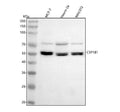 Anti-CYP1B1 Antibody Picoband®