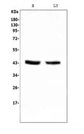 Anti-PON1 Antibody Picoband®