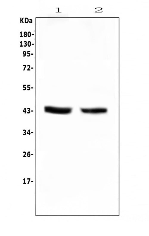 Anti-PON1 Antibody Picoband®