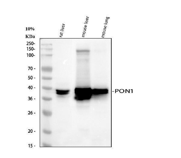 Anti-PON1 Antibody Picoband®