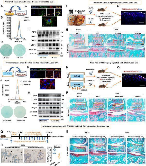 Anti-Collagen II/COL2A1 Antibody Picoband®