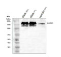 Anti-Collagen Type II/COL2A1 Antibody Picoband®