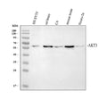 Anti-AKT3 Antibody Picoband®