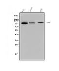 Anti-STAT6 Antibody Picoband®