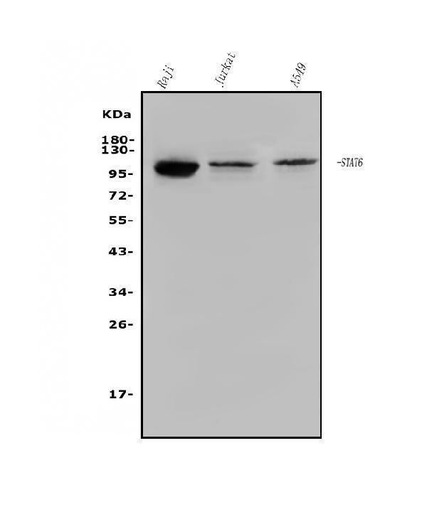 Anti-STAT6 Antibody Picoband®