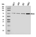 Anti-ATG16L1 Antibody Picoband®