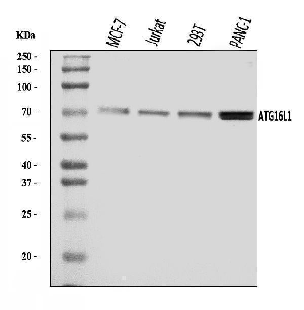 Anti-ATG16L1 Antibody Picoband®
