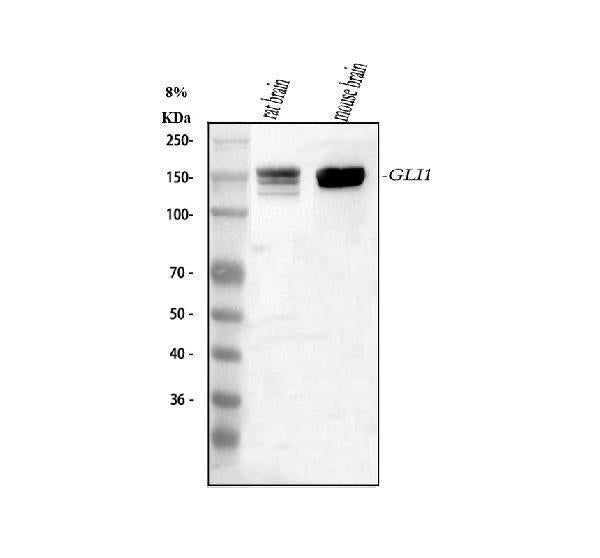 Anti-GLI1 Antibody Picoband®