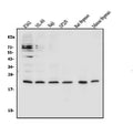 Anti-CD69 Antibody Picoband®