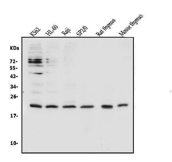 Anti-CD69 Antibody Picoband®