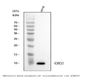 Anti-GRO alpha/Cxcl1 Antibody Picoband®