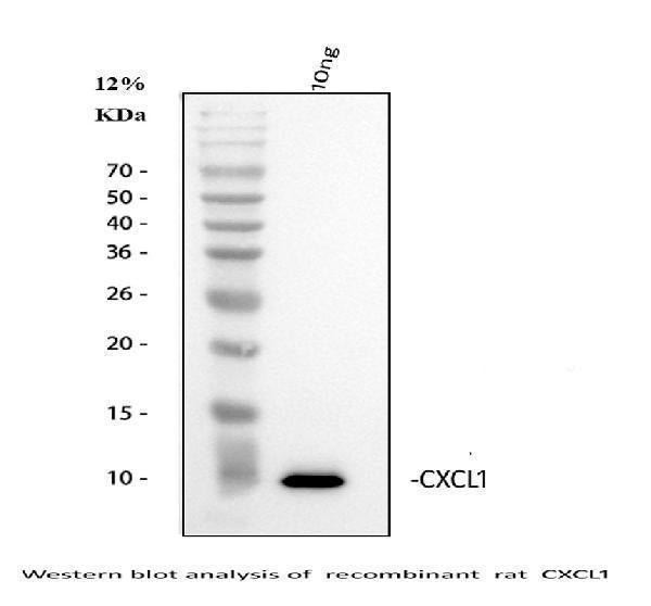 Anti-GRO alpha/Cxcl1 Antibody Picoband®