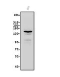 Anti-FLT1 Antibody Picoband®