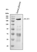 Anti-VEGFR-1/FLT1 Antibody Picoband®