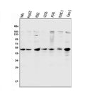 Anti-Cyclin E1/CCNE1 Antibody Picoband®