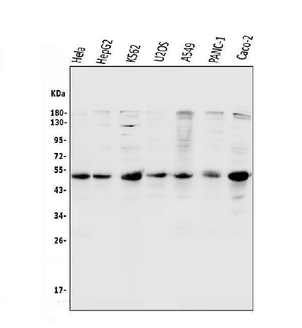 Anti-Cyclin E1/CCNE1 Antibody Picoband®