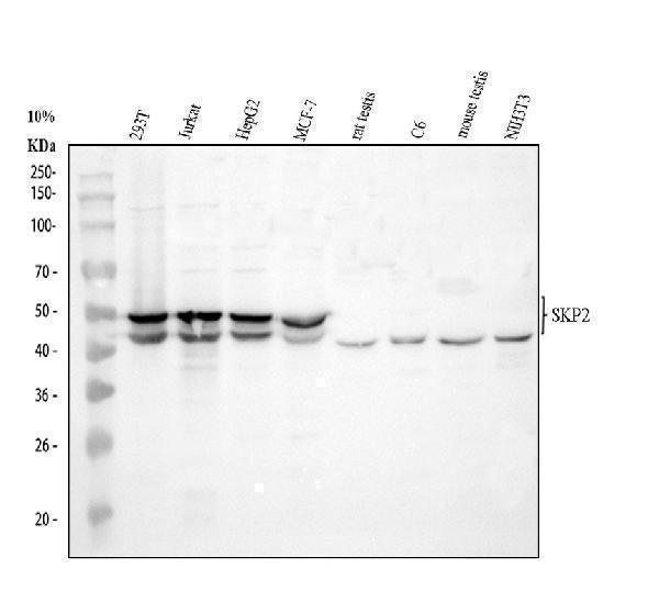 Anti-SKP2 Antibody Picoband®