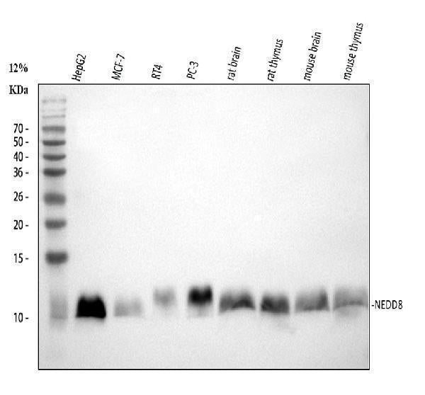 Anti-NEDD8 Antibody Picoband®