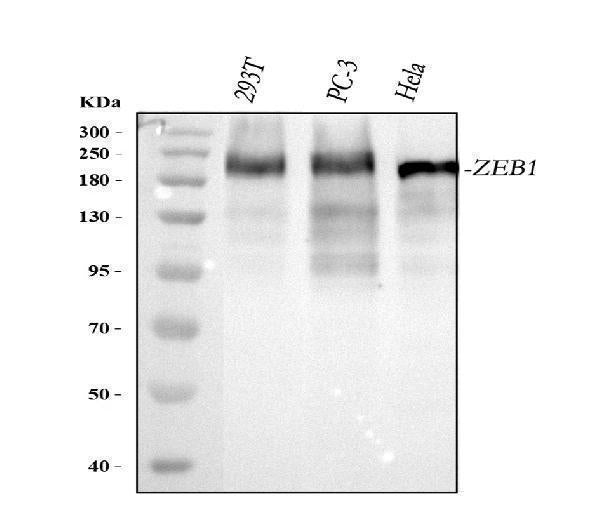 Anti-AREB6/ZEB1 Antibody Picoband®