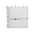 Anti-GALE Antibody Picoband®