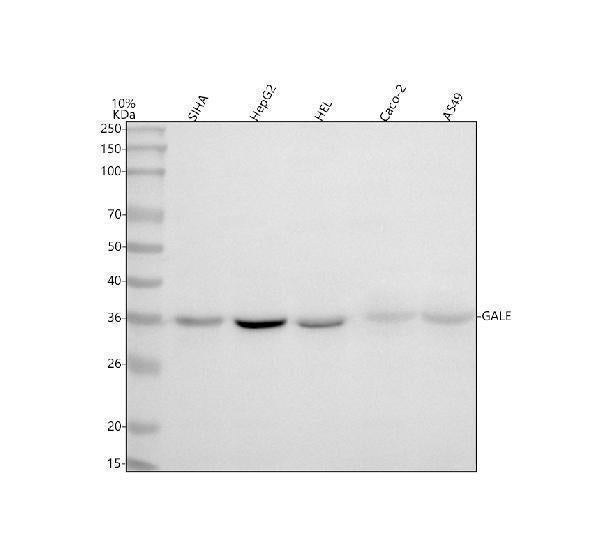 Anti-GALE Antibody Picoband®