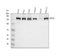 Anti-MSH6 Antibody Picoband®