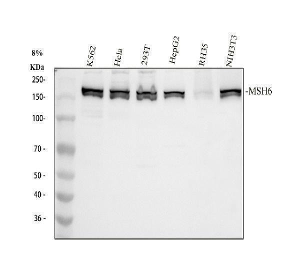 Anti-MSH6 Antibody Picoband®