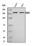 Anti-MSH6 Antibody Picoband®