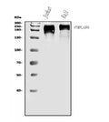 Anti-CD45/PTPRC Antibody Picoband®