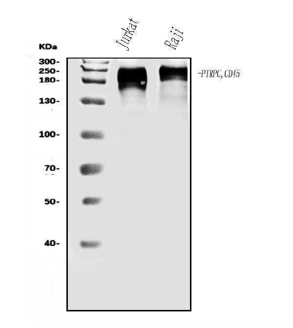 Anti-CD45/PTPRC Antibody Picoband®