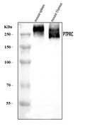 Anti-CD45/Ptprc Antibody Picoband®
