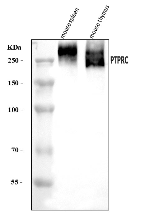 Anti-CD45/Ptprc Antibody Picoband®