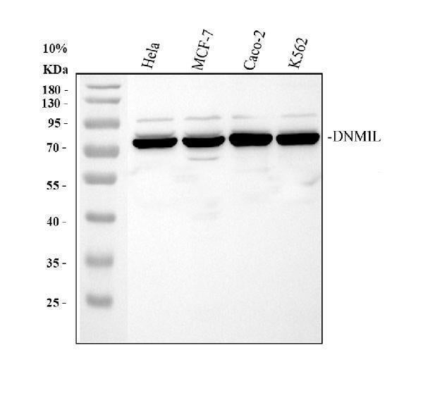 Anti-DRP1/DNM1L Antibody Picoband®