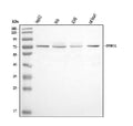 Anti-DRP1/DNM1L Antibody Picoband®