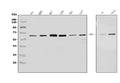 Anti-Serum Response Factor/SRF Antibody Picoband®