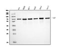 Anti-Serum Response Factor/SRF Antibody Picoband®