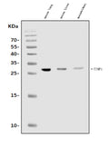 Anti-TIMP1 Antibody Picoband®