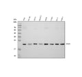 Anti-TIMP1 Antibody Picoband®