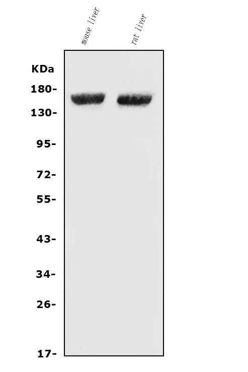 Anti-Factor H/Cfh Antibody Picoband®