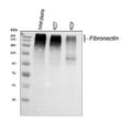 Anti-Fibronectin/FN1 Antibody Picoband®