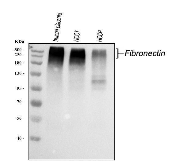 Anti-Fibronectin/FN1 Antibody Picoband®