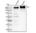 Anti-Fibronectin/FN1 Antibody Picoband®