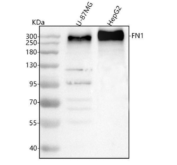 Anti-Fibronectin/FN1 Antibody Picoband®