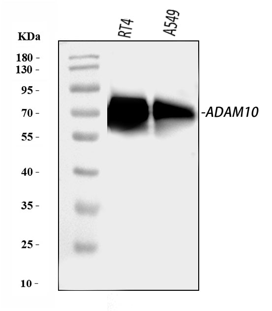 Anti-ADAM10 Antibody Picoband®