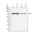 Anti-SGT1/ECD Antibody Picoband®