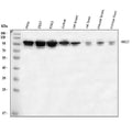 Anti-XRCC1 Antibody Picoband®