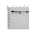 Anti-EFS Antibody Picoband®